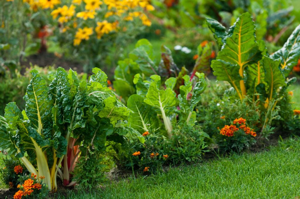 From My Garden to Yours: Fruits and Veggies to Plant in Spring